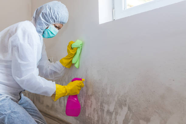 Why You Should Choose Our Mold Remediation Services in Avilla, IN